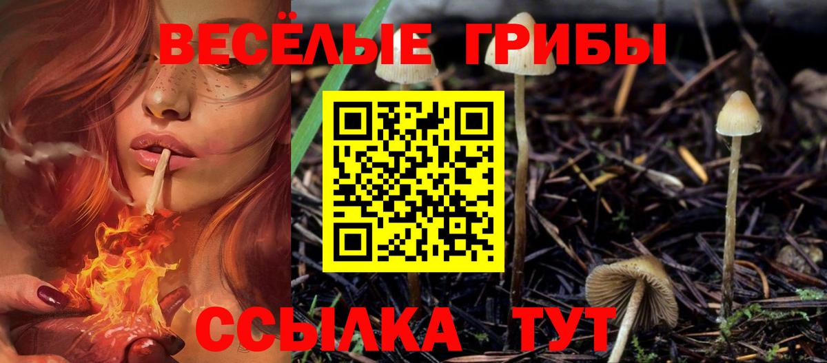 где купить наркотик  Галлюциногенные грибы Cubensis  Вход с VPN  Саранск  Галлюциногенные грибы Magic Shrooms 